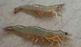 海虾养殖爆料视频大全,爆款视频大盘点