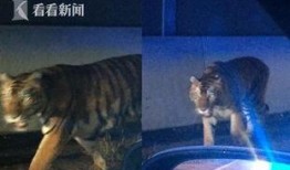 最新爆料斩虎事件视频大全,揭秘最新爆料事件视频大全